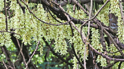 华南植物园植物大全图片